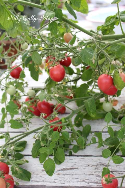 A close-up of a tomato plant branch with ripe red and unripe green tomatoes, surrounded by green leaves. The setting features a rustic wooden surface.