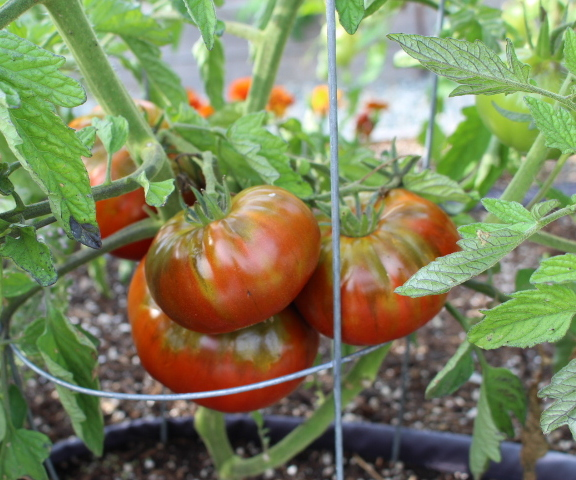 Ripe heirloom tomatoes on the vine, showing a rich reddish-brown color with green shoulders and surrounded by green leaves.