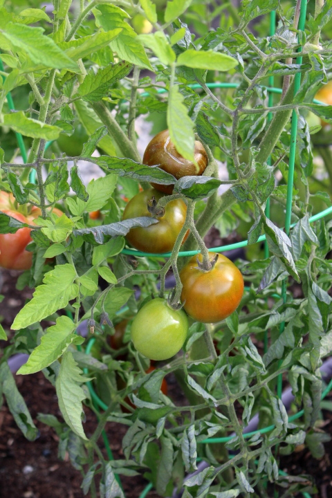 Tomato plant with green and ripening tomatoes and curled leaves, supported by a green trellis.