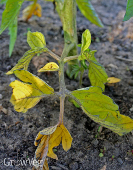 A close-up of a tomato plant showing yellowing leaves, indicating potential nutrient deficiency or stress.