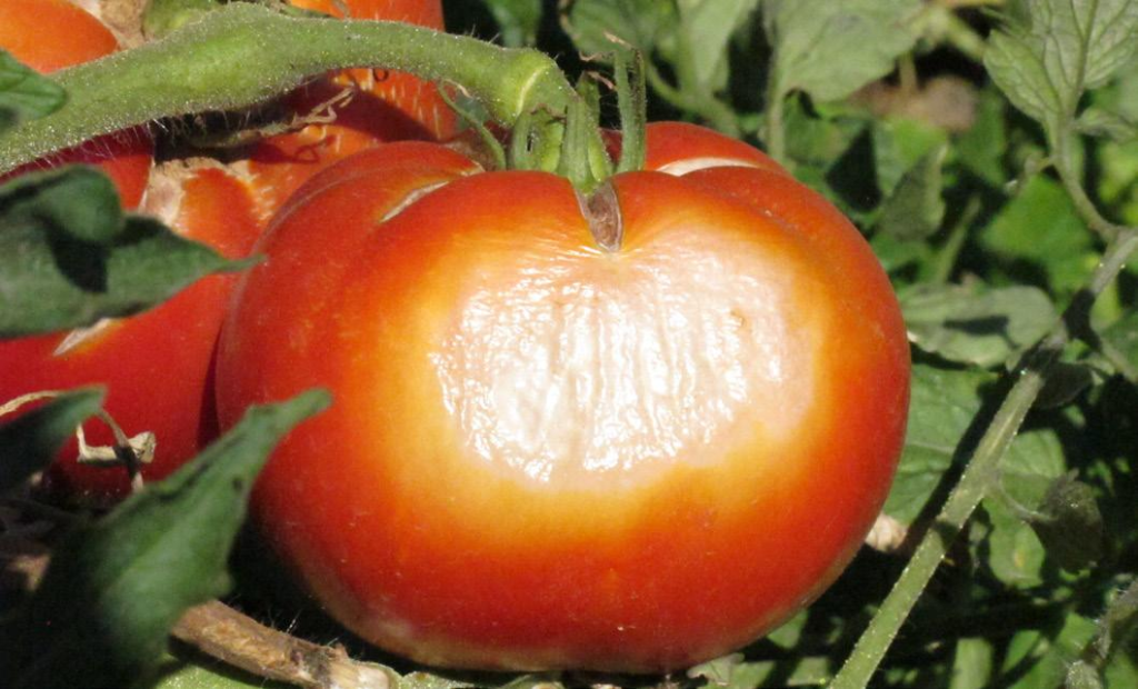 A ripe tomato with a large white spot on the side, indicating sunscald.