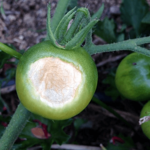 A green tomato exhibiting sunburn, a white spot on the side of the tomato.