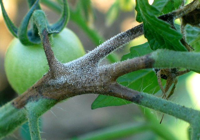 Close-up of a tomato plant stem with a green tomato and white powdery mold on the stem, indicating potential fungal infection or late blight.