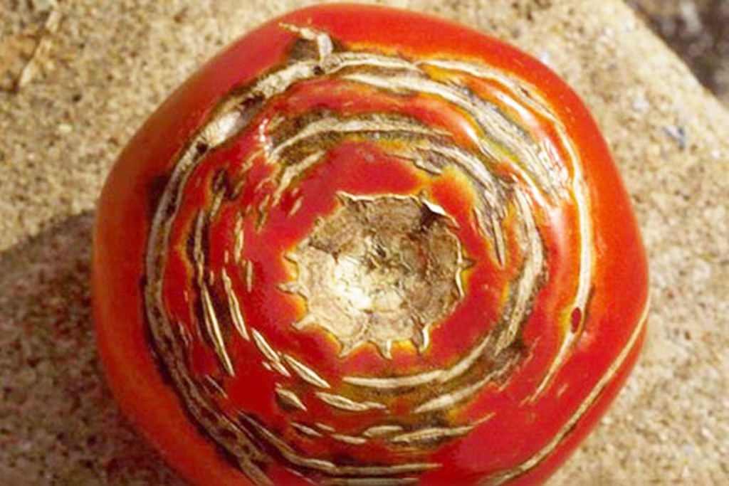 A close-up of a ripe tomato with concentric cracking at the top of the tomato. This is caused by a sudden addition of water to the tomato plant.