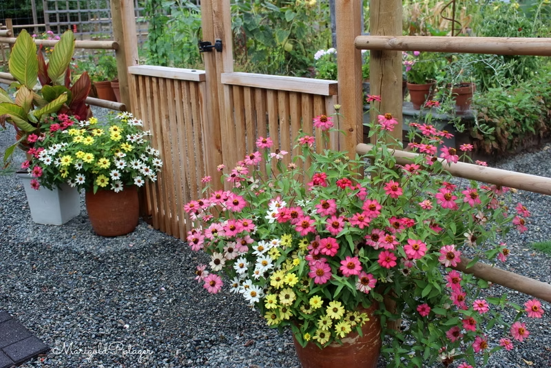 A vibrant display of zinnias in various colors blooming in garden pots near a wooden gate.
