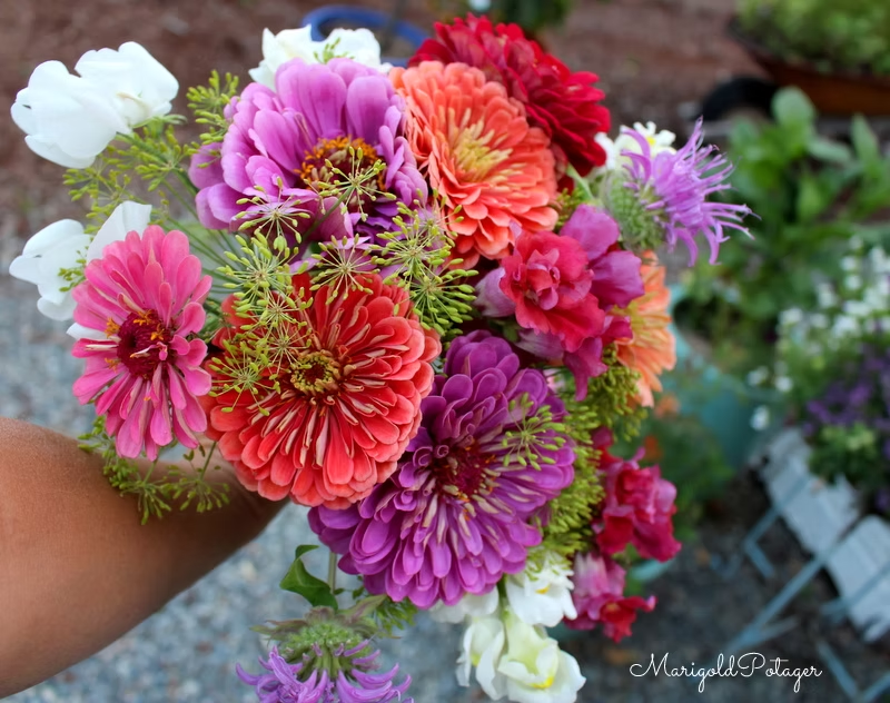 A vibrant bouquet of colorful zinnias, featuring pink, orange, purple, and white flowers, held by a person against a blurred garden background.