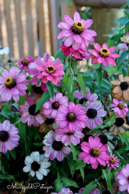 A vibrant cluster of zinnias featuring various shades of pink and white blooms with dark centers, surrounded by lush green leaves.