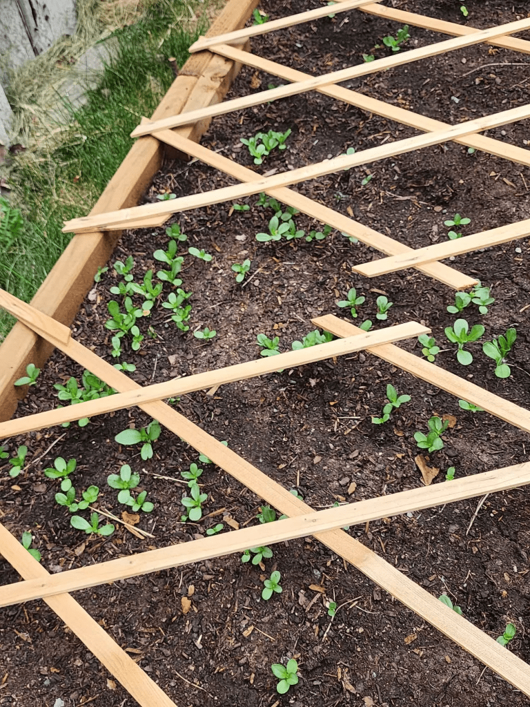 A garden bed with young zinnia seedlings growing through dark soil, covered with wooden trellises to keep out the dogs and cats.