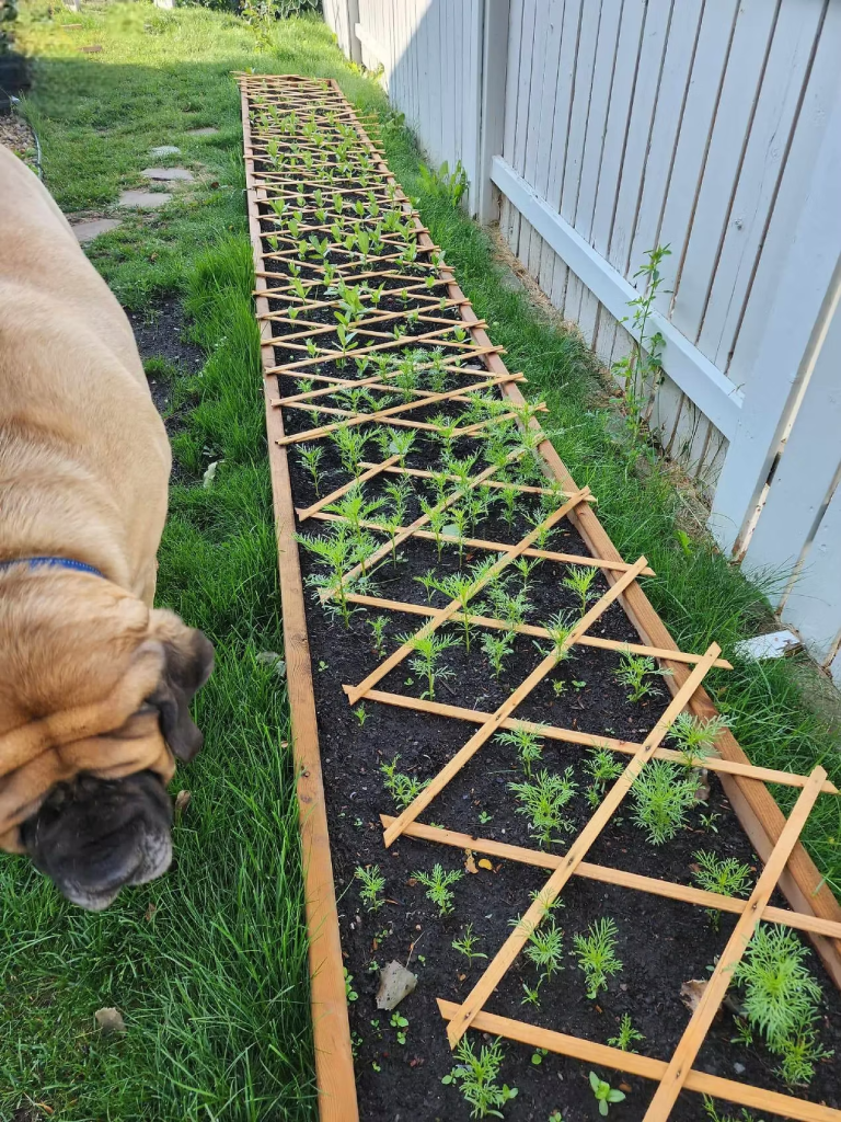 A flower bed with young zinnia plants growing in neat rows and a trellis above to keep out the dogs and cats.