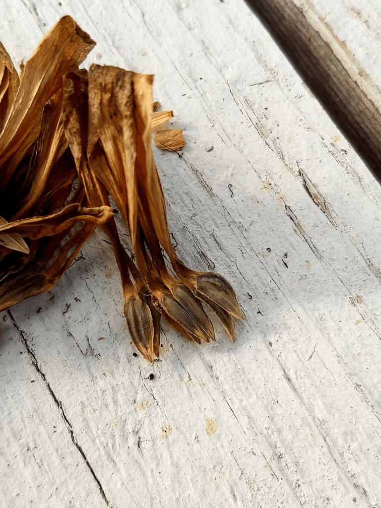Close-up of dried zinnia flower heads with seeds on a white wooden surface.