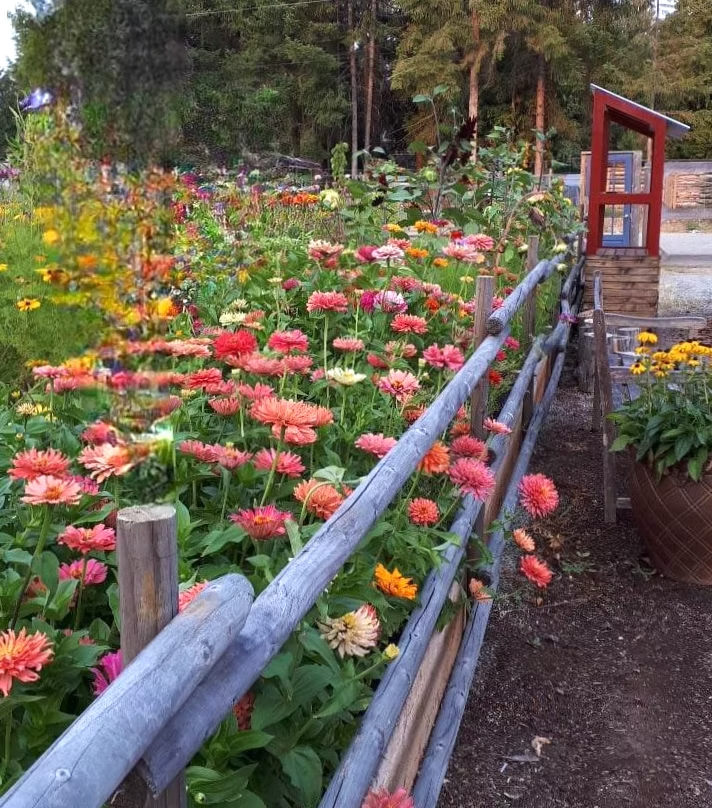A colorful flower garden with vibrant zinnia blossoms in various shades of pink, orange, and yellow, surrounded by a wooden fence and a rustic building in the background.