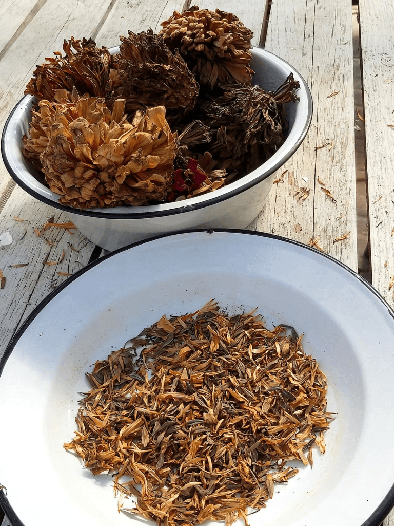 A bowl filled with dried zinnia flower heads next to a bowl of loose zinnia petals and seeds on a wooden table.