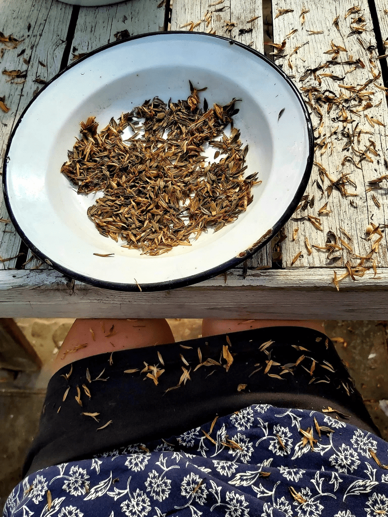 A close-up view of a white shallow bowl filled with zinnia seeds, resting on a weathered wooden table, with scattered flower petals and seeds around it, and a person's legs and skirt visible in the frame.