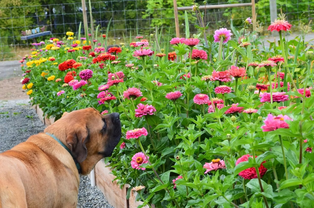 A dog sniffing colorful zinnias in a garden bed filled with vibrant flowers.