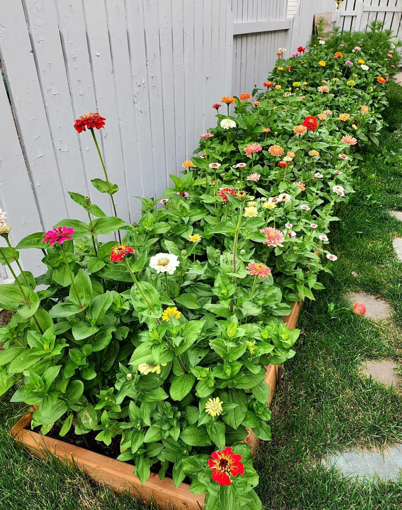 A colorful row of blooming zinnias in a garden bed, showcasing various hues of flowers against a wooden planter and a gray fence.