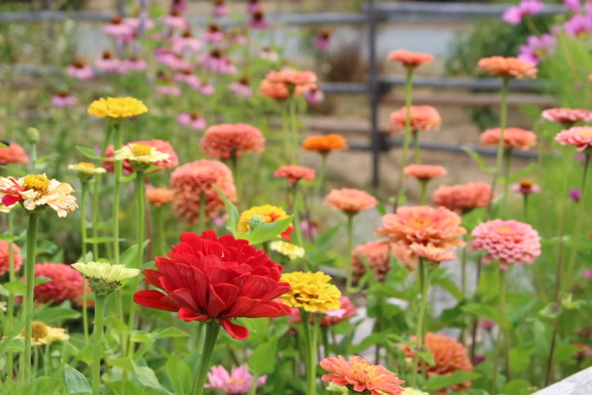 A vibrant garden filled with various colorful zinnias, featuring red, yellow, and pink flowers with greenery in the foreground.