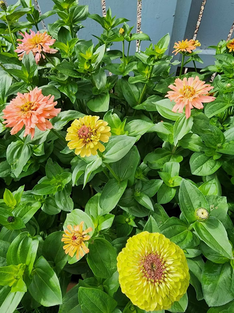 A vibrant garden scene featuring various zinnia flowers in shades of peach, yellow, and orange, surrounded by lush green foliage.