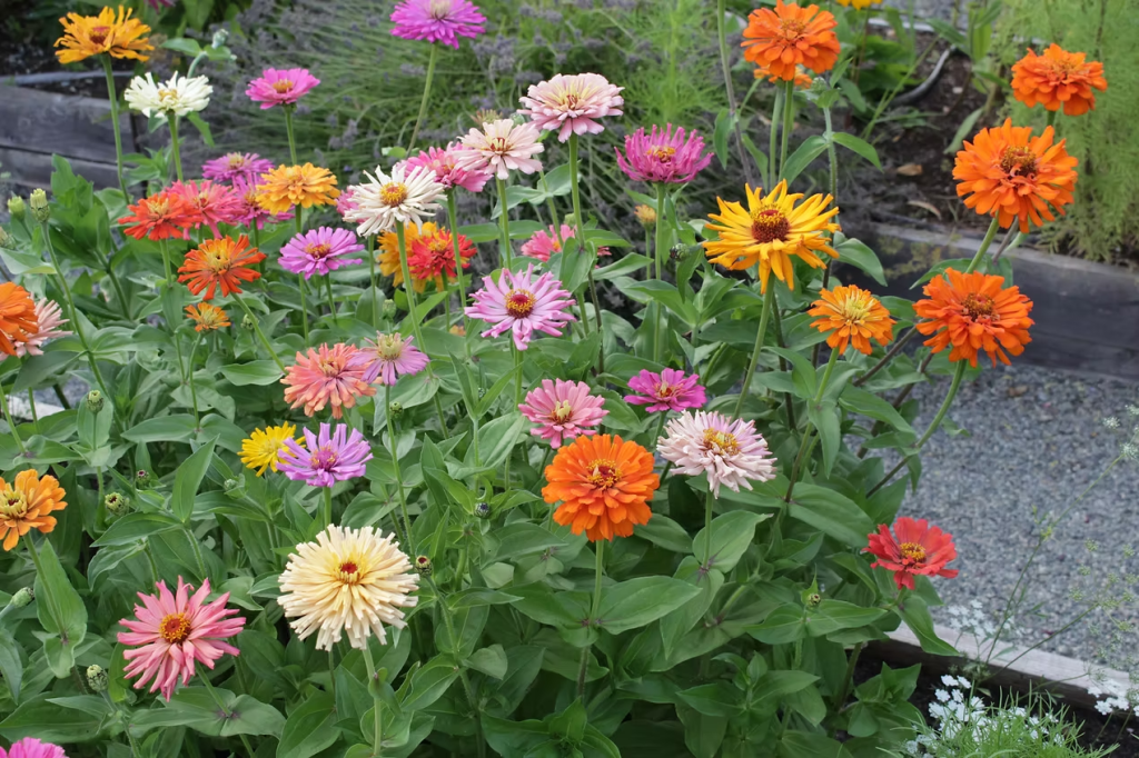 A vibrant display of zinnias in various colors, including pink, orange, yellow, and white, growing in a garden bed surrounded by greenery.