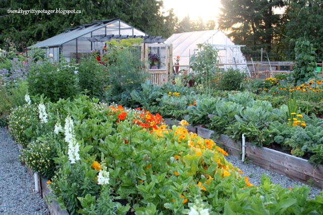 A vibrant vegetable garden with a variety of flowers and plants, including bright orange and yellow blooms, displayed in raised beds with greenhouses in the background during sunset.