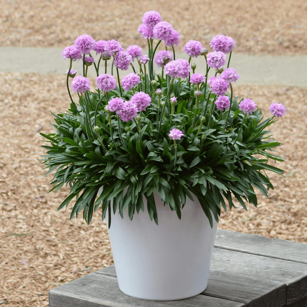 A white pot filled with vibrant pink Armeria flowers, showcasing clusters of soft blooms surrounded by lush green foliage.