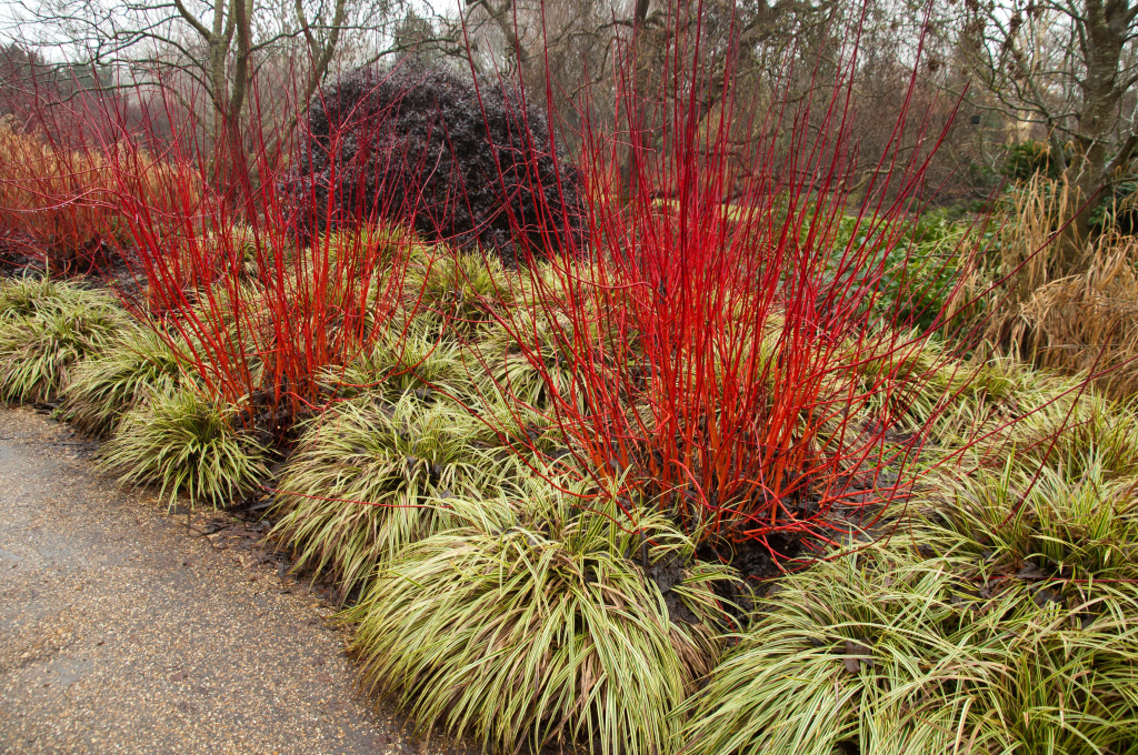 A landscape scene featuring vibrant red branches of a plant, surrounded by lush green grass-like foliage, with a natural pathway in the foreground.