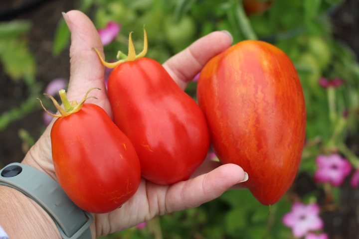 A hand holding three ripe red tomatoes of varying sizes.
