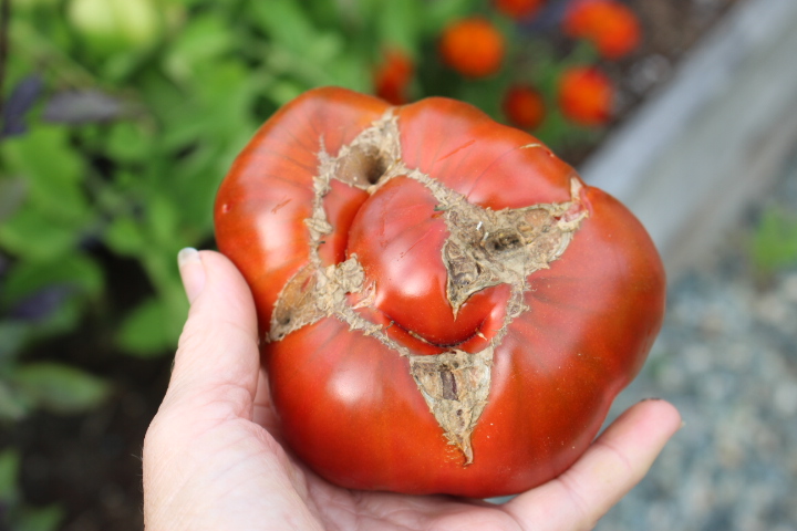 A hand holding a misshapen tomato with scars and indentations, commonly known as cat-facing, against a garden background.