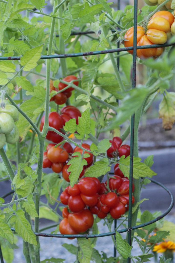 Close-up of tomato plants growing in a garden, featuring clusters of ripe red and yellow tomatoes on green vines with leaves.