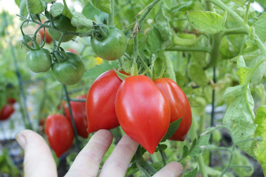 Close-up of ripe red tomatoes on a vine, with a hand reaching towards them. Some green tomatoes are also visible in the background.