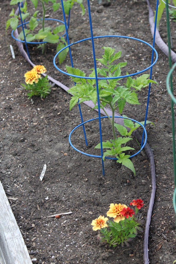 A garden bed with young tomato plants supported by blue cages alongside colorful marigold flowers in bloom.