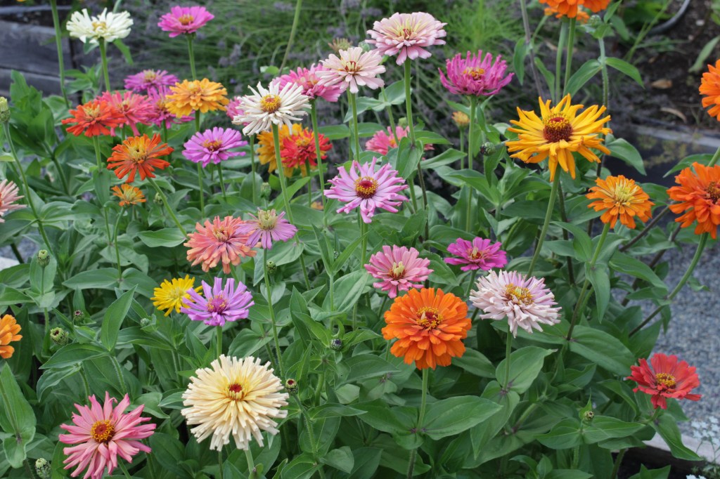 A vibrant array of zinnias in various colors, including pink, orange, red, yellow, and white, surrounded by green foliage in a garden setting.
