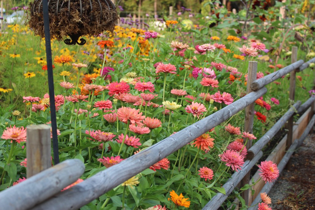 A vibrant garden filled with blooming zinnias in various shades of pink, orange, and yellow, with a wooden fence in the foreground.