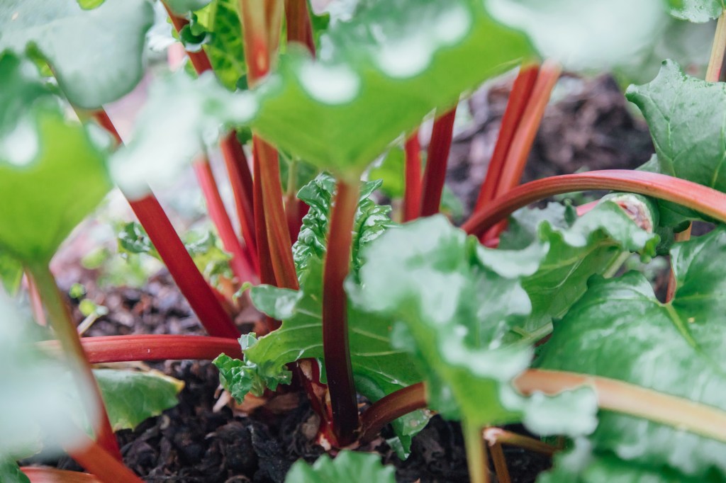 Close-up of vibrant rhubarb plants with green leaves and red stalks growing in soil.