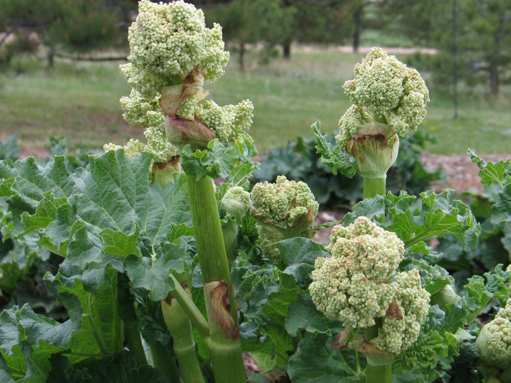 Flowering rhubarb plants with large green leaves and vibrant stalks showcasing flowering buds in a garden setting.