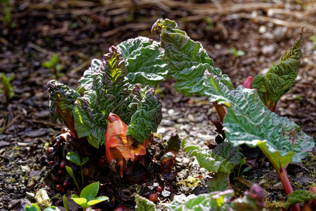 Close-up of rhubarb plants showing vibrant green leaves and reddish stalks emerging from the soil.