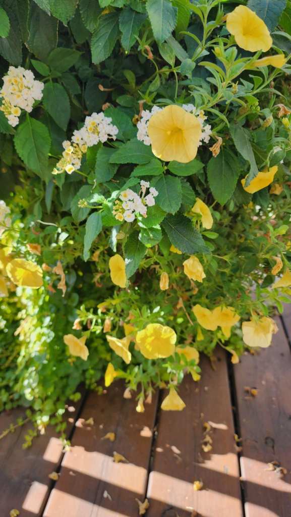 A close-up view of a vibrant green plant with yellow flowers and white blooms, intertwined with leafy foliage, set against a wooden deck surface.