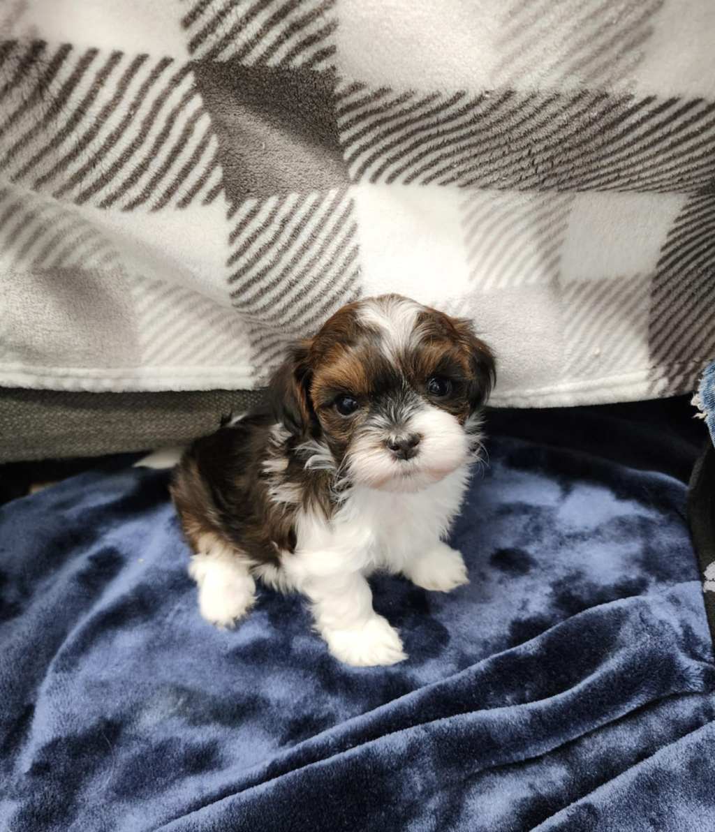 Sunday Potager Ramblings&nbsp;#32