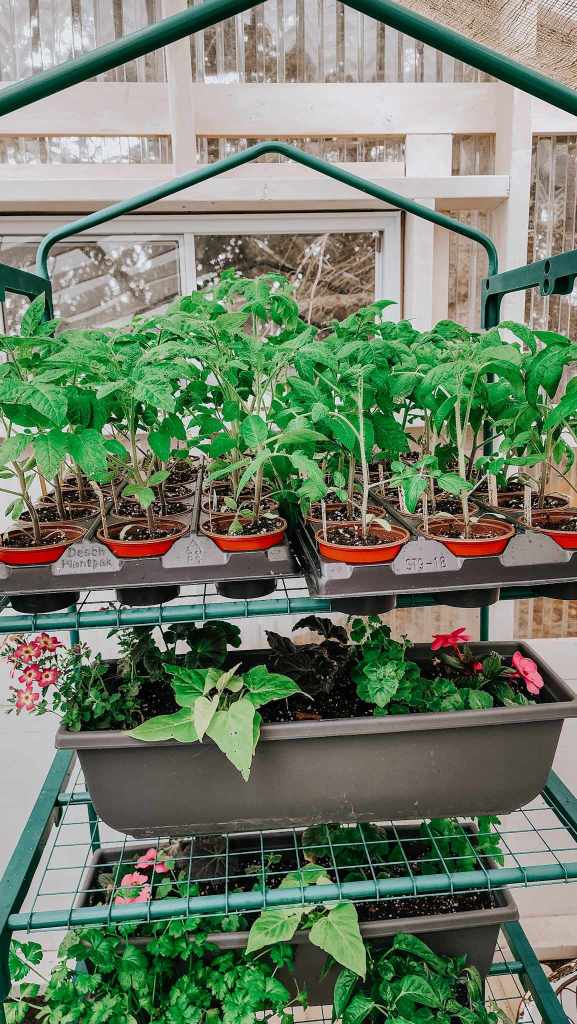 A greenhouse shelf filled with potted plants, including green tomato seedlings on the top and various flowering plants on the lower tiers.