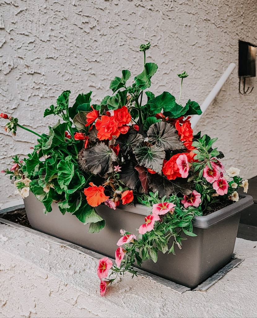 A vibrant planter box overflowing with red geraniums, pink petunias, and green foliage, set against a textured wall.