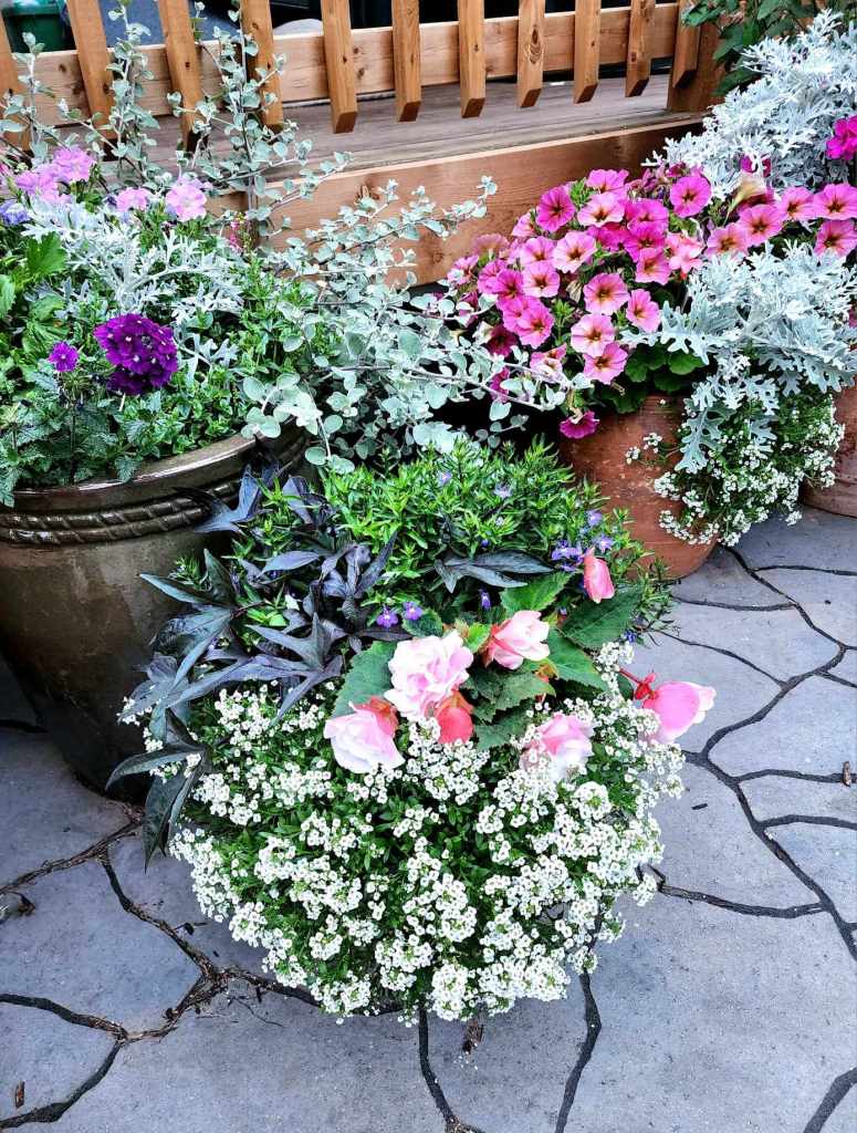 A vibrant display of various flowering plants in pots, including pink petunias and white alyssum, arranged artistically with lush green foliage on a stone surface.