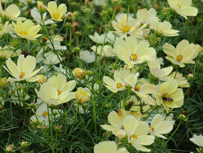 A field of yellow cosmos flowers with delicate petals and green foliage, showing bees among the blooms.