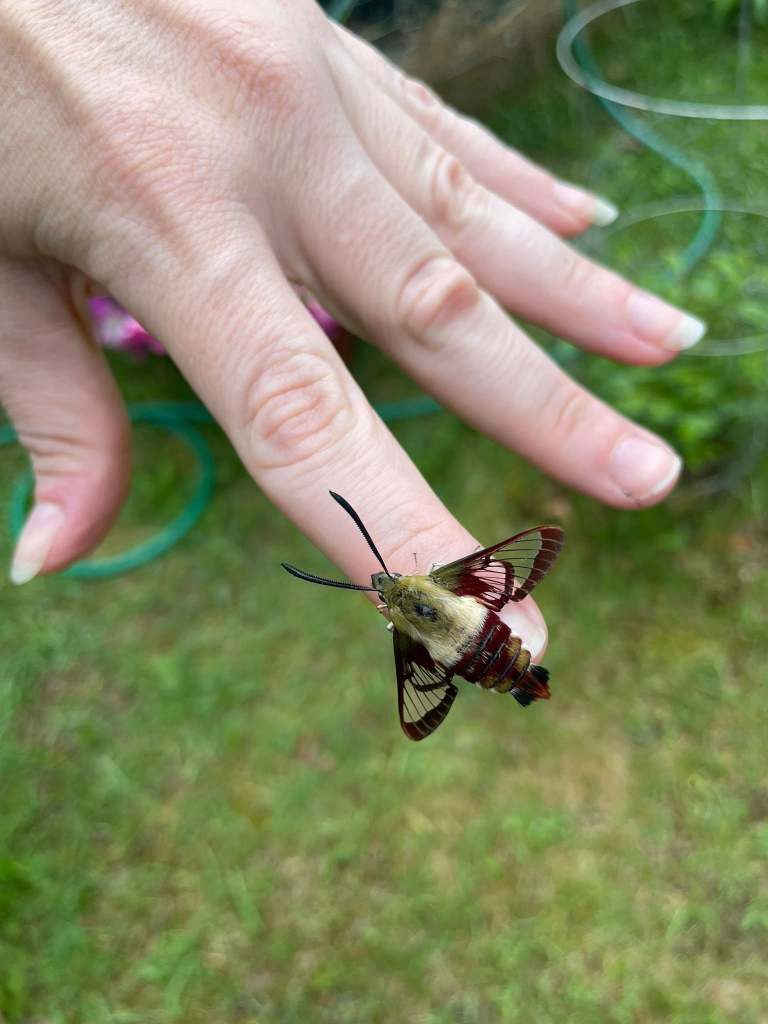 A close-up of a person's hand holding a colorful sphynx moth on their finger, with a blurred green background.