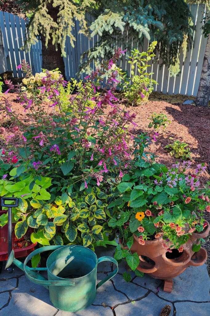 A vibrant garden scene featuring various potted flowers, including pink salvia and colorful plants in a decorative pot. A green watering can is positioned nearby on a stone pathway.