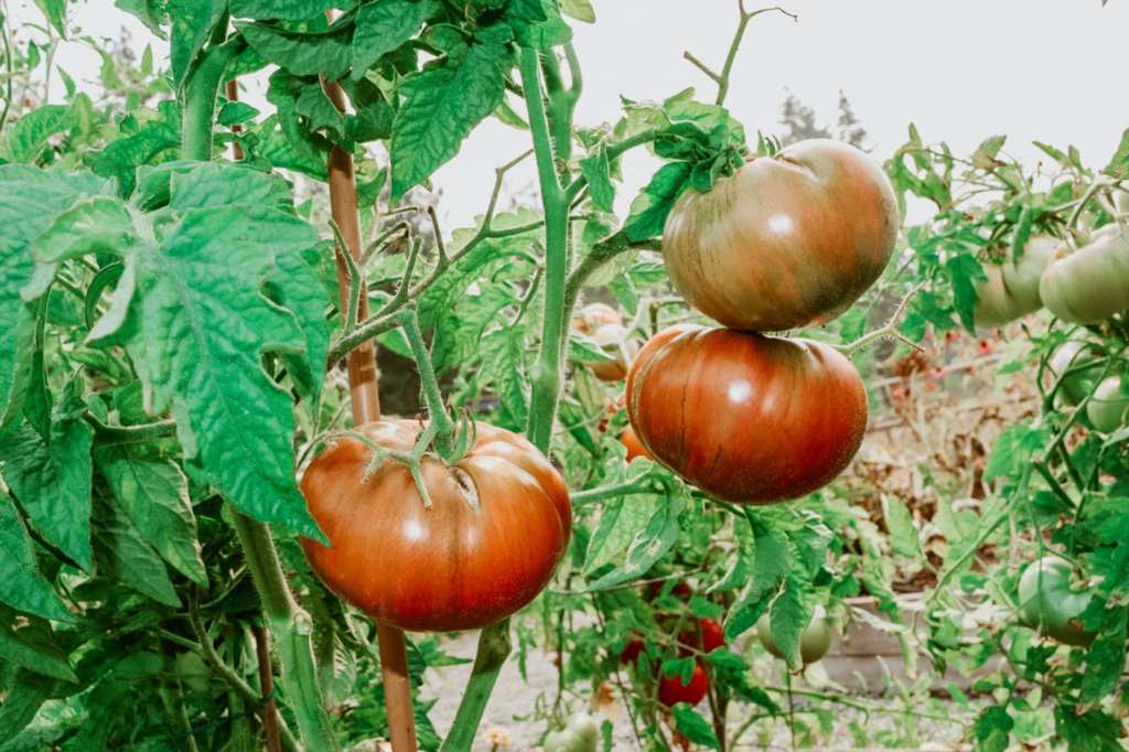 Close-up of three ripe tomatoes on a vine, surrounded by lush green leaves.