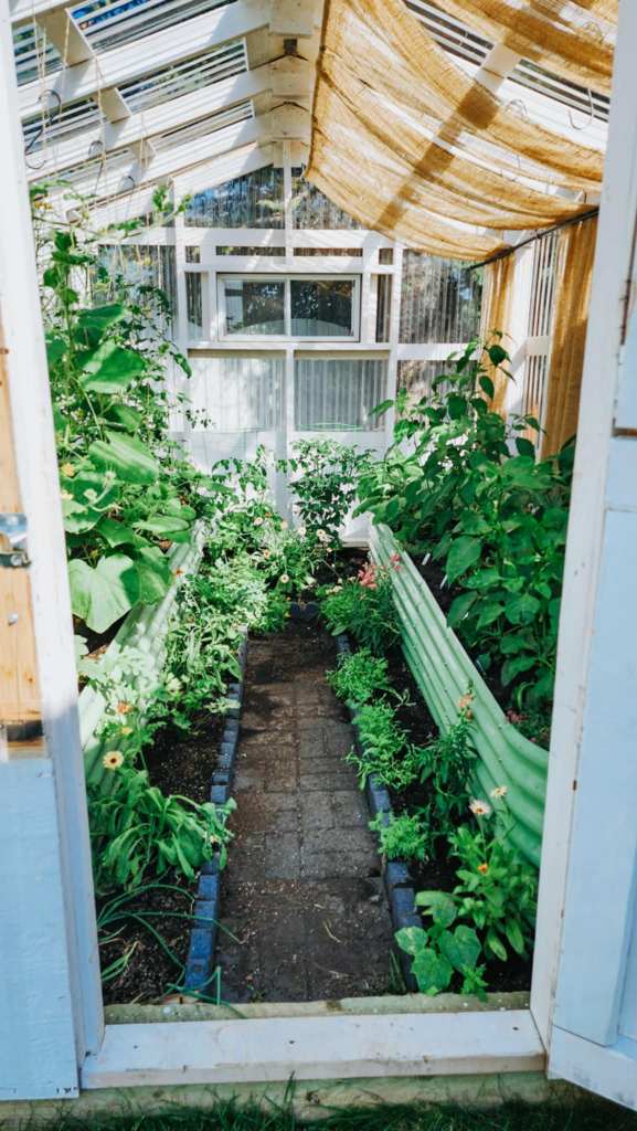 Interior view of a greenhouse with lush plants and flowers along a central walkway, bathed in sunlight.