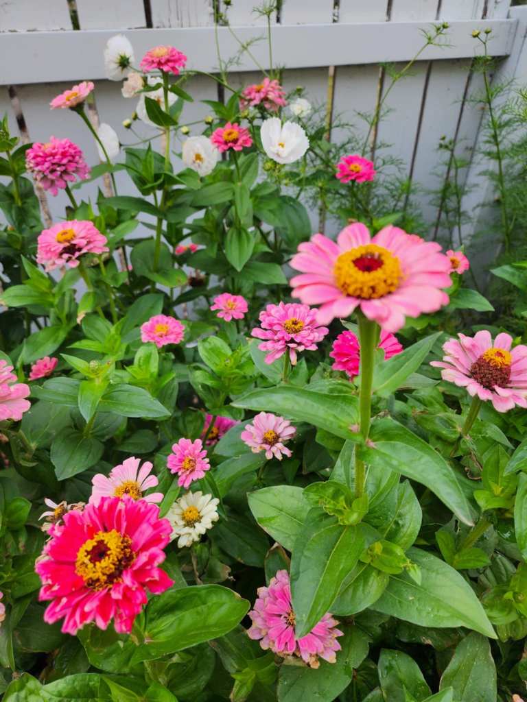 A vibrant flower garden featuring various shades of pink zinnias, white flowers, and lush green leaves, set against a wooden fence.