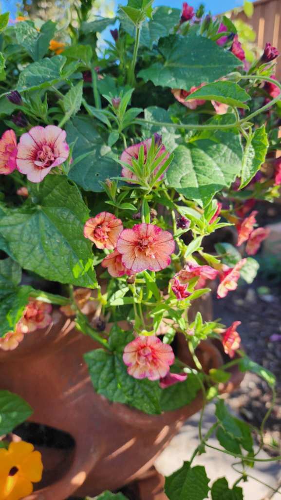 Close-up of pink and peach flowers blooming in a pot with lush green leaves.