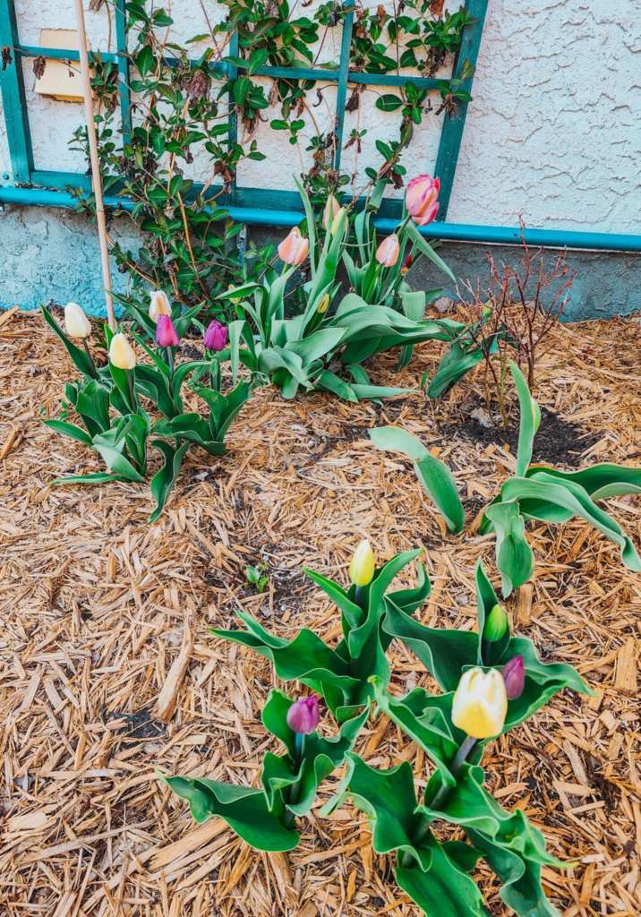 A garden bed featuring blooming tulips in various colors surrounded by mulch and a trellis with climbing plants in the background.