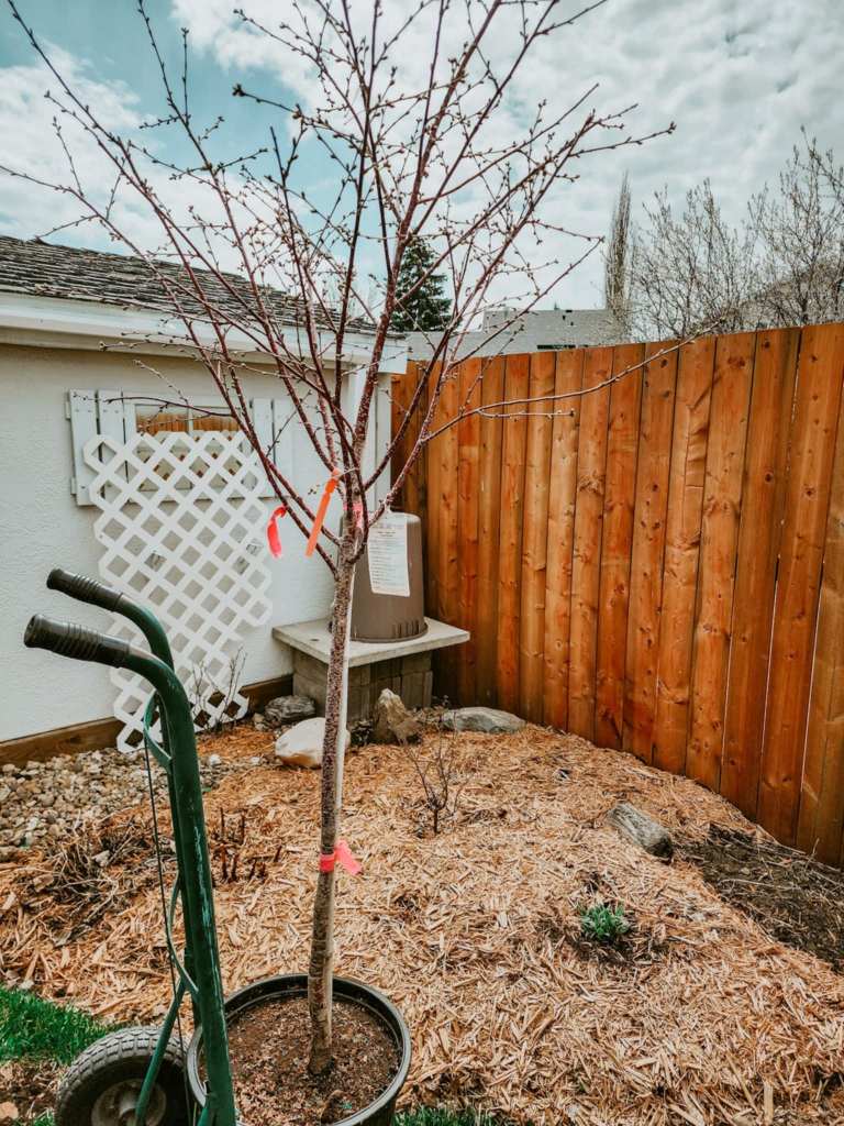 A cherry tree in a pot, surrounded by wood chips and a wooden fence in a garden setting.