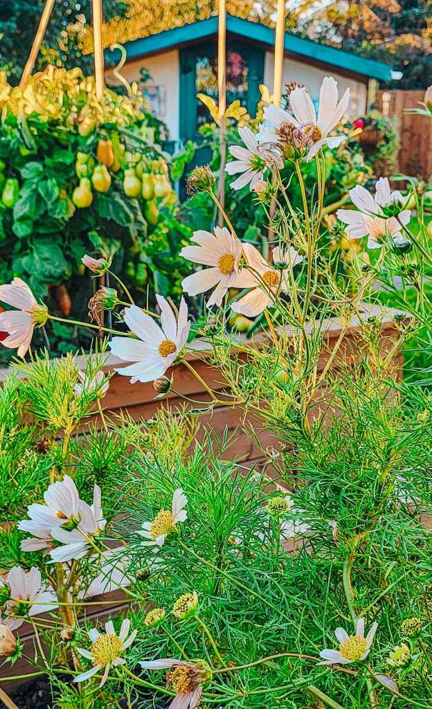 A close-up view of delicate white cosmos flowers growing in a garden, with green foliage in the background and a garden shed partially visible.